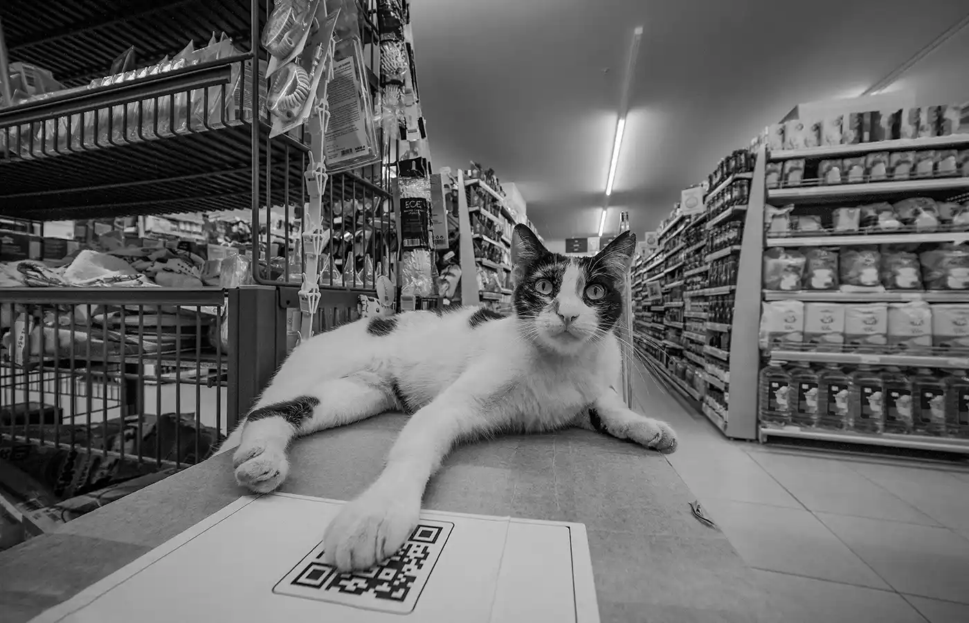 QR Code Cat